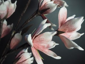 Konstväxt Magnolia